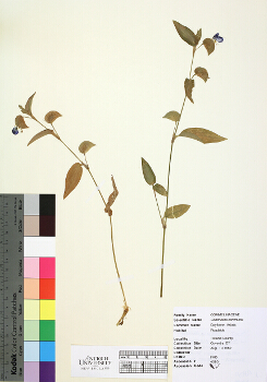 primary herbarium image