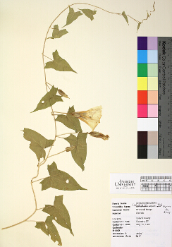 primary herbarium image