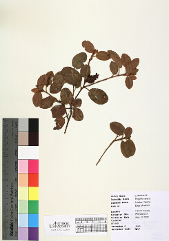 primary herbarium image