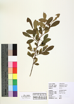 primary herbarium image