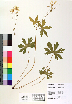 primary herbarium image