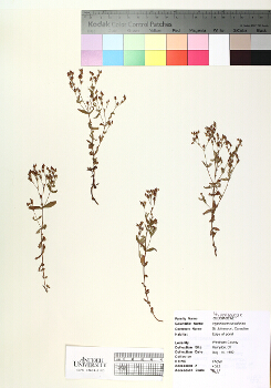 primary herbarium image