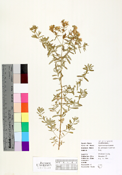 primary herbarium image