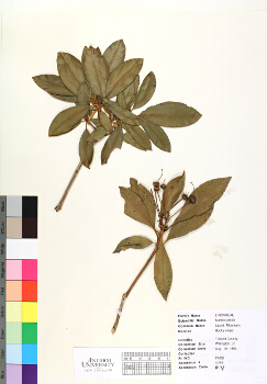 primary herbarium image