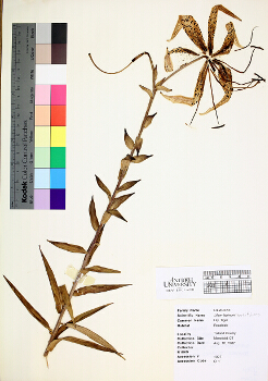 primary herbarium image