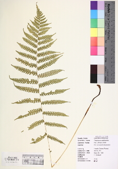 primary herbarium image
