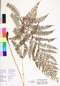 primary herbarium image