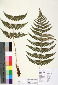primary herbarium image
