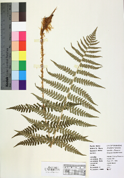 primary herbarium image