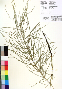 primary herbarium image