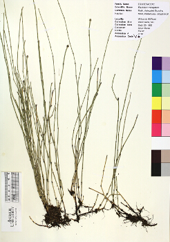 primary herbarium image
