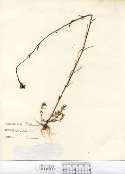 primary herbarium image