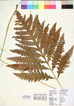 primary herbarium image