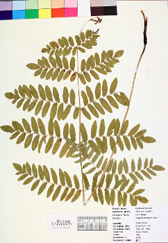 primary herbarium image