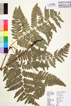 primary herbarium image