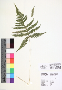 primary herbarium image