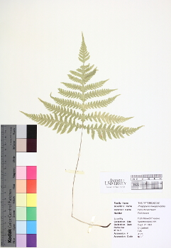 primary herbarium image