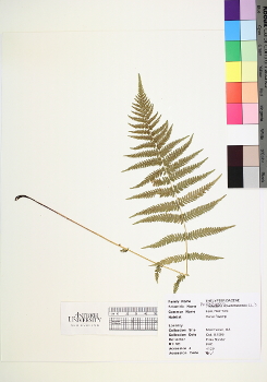 primary herbarium image