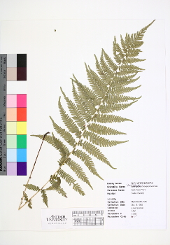 primary herbarium image