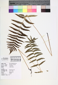 primary herbarium image