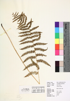 primary herbarium image