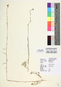 primary herbarium image