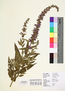 primary herbarium image
