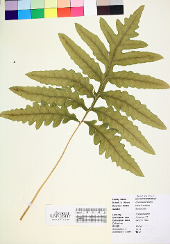 primary herbarium image