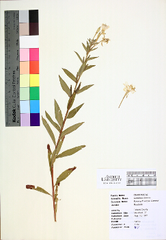 primary herbarium image