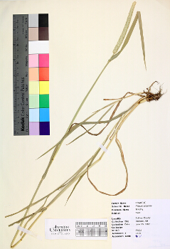 primary herbarium image