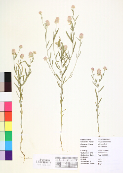 primary herbarium image