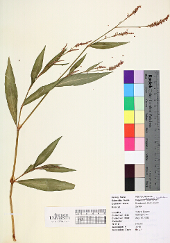 primary herbarium image