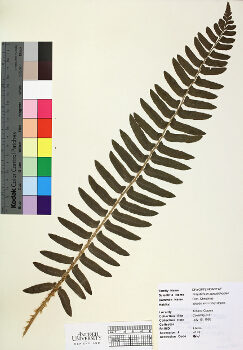 primary herbarium image