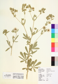 primary herbarium image