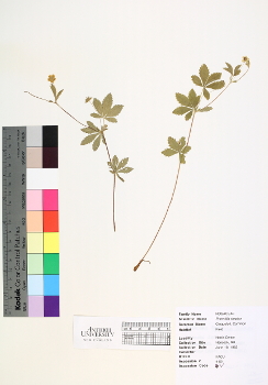 primary herbarium image