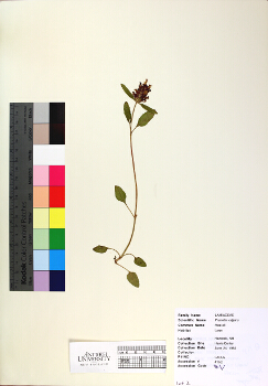 primary herbarium image