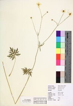 primary herbarium image