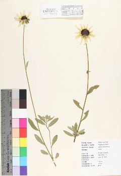 primary herbarium image
