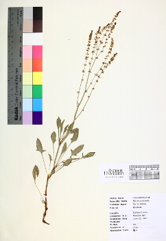 primary herbarium image