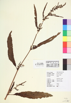primary herbarium image