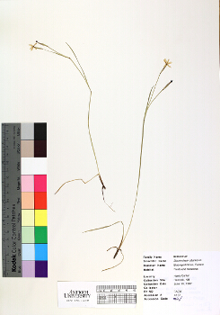 primary herbarium image