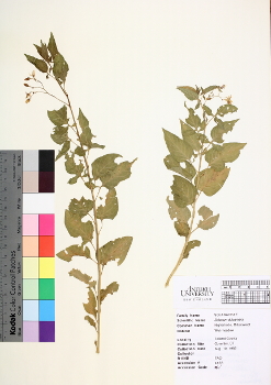 primary herbarium image