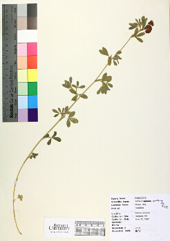 primary herbarium image