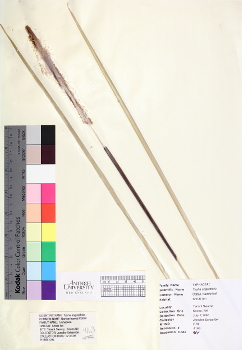 primary herbarium image