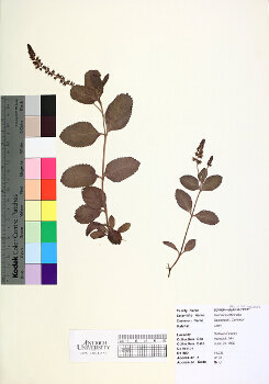 primary herbarium image
