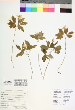 primary herbarium image