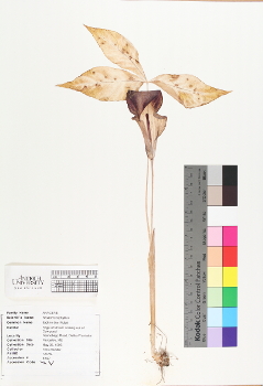 primary herbarium image