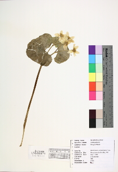 primary herbarium image