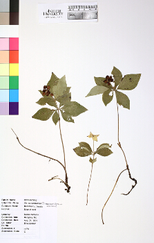 primary herbarium image