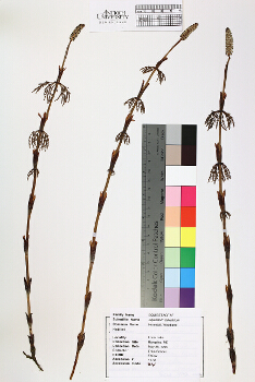 primary herbarium image
